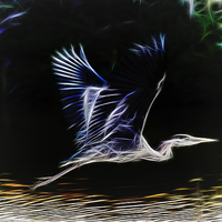 Buy canvas prints of  Heron in flight by peter wyatt
