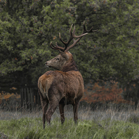 Buy canvas prints of  Winter Stag by peter wyatt