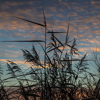 Buy canvas prints of Wild Reeds and Grasses by peter wyatt