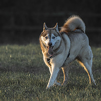 Buy canvas prints of Archie the Siberian Husky  by peter wyatt