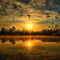 Buy canvas prints of Bury Lake with ducks fly past by peter wyatt