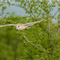 Buy canvas prints of Barn Owl in flight by peter wyatt