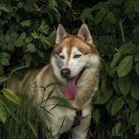 Buy canvas prints of Husky in the shade by peter wyatt
