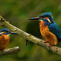 Buy canvas prints of Kingfishers. by peter wyatt