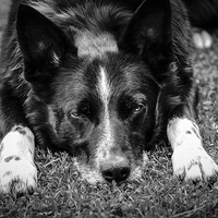 Buy canvas prints of  Relaxing Border Collie Black and White by David Siggers