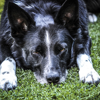 Buy canvas prints of Relaxing Border Collie by David Siggers