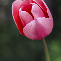 Buy canvas prints of  The Lone Tulip by David Siggers