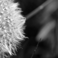 Buy canvas prints of  Black and White Dandelion by David Siggers
