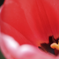 Buy canvas prints of   Open Tulip – Close-up by David Siggers