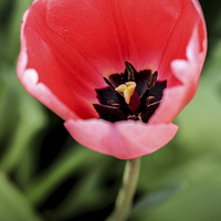 Buy canvas prints of  Open Single Tulip  by David Siggers