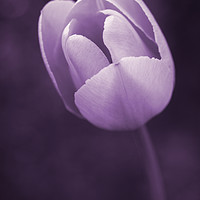 Buy canvas prints of Purple Tulip  by David Siggers
