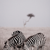 Buy canvas prints of  Zebras at dawn in the Masai Mara, Kenya by Andrew Linscott