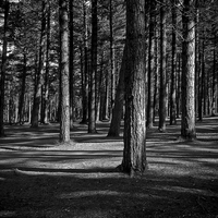 Buy canvas prints of  Tentsmuir Trees by David Hall