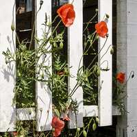 Buy canvas prints of Poppies and white fence. by David Hall