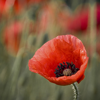 Buy canvas prints of  Close up of single poppy. by David Hall