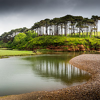 Buy canvas prints of  Budleigh Salterton Trees by David Hall