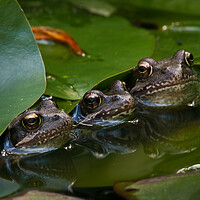 Buy canvas prints of Frog family by David Hall