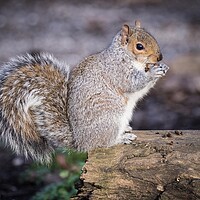 Buy canvas prints of Belfairs squirrel eating. by David Hall