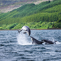 Buy canvas prints of Dolphins in Porteee harbour. by David Hall
