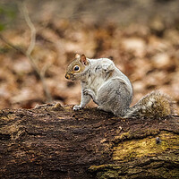 Buy canvas prints of Scratching squirrel by David Hall
