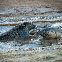 Buy canvas prints of Two grey seals at Donna Nook by David Hall