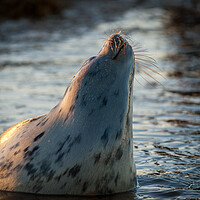 Buy canvas prints of Grey seal raising up out of the water by David Hall