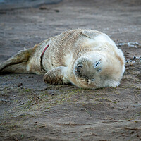 Buy canvas prints of A Newborn seal pup on a beach. by David Hall