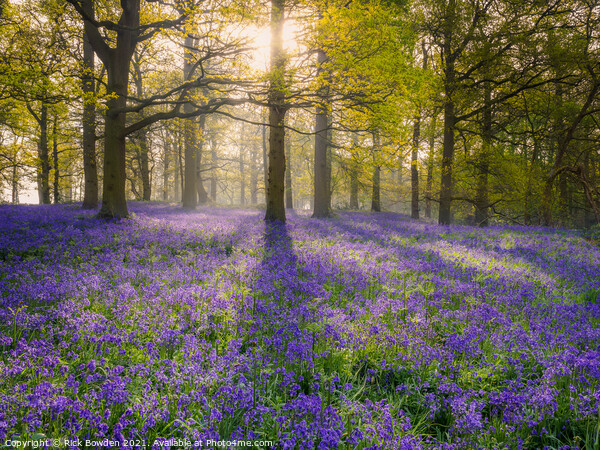 Enchanted Bluebell Wood Picture Board by Rick Bowden