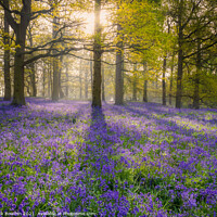 Buy canvas prints of Enchanted Bluebell Wood by Rick Bowden