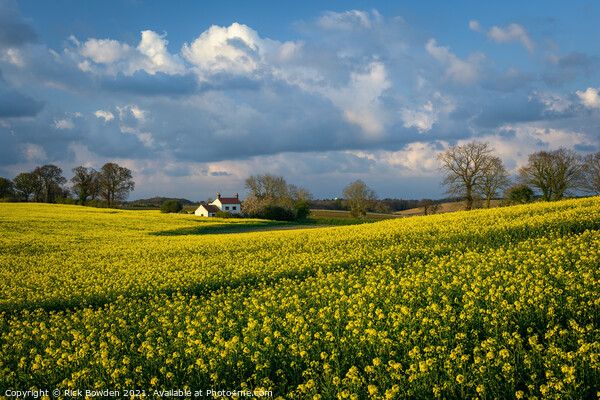 Rapeseed House Norfolk Picture Board by Rick Bowden