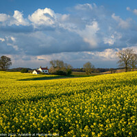 Buy canvas prints of Rapeseed House Norfolk by Rick Bowden