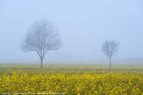 Rapeseed Pair Norfolk Picture Board by Rick Bowden