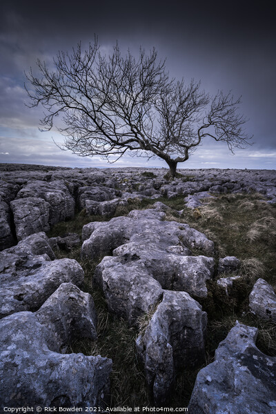 Limestone Tree Picture Board by Rick Bowden