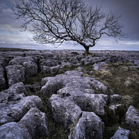 Buy canvas prints of Limestone Tree by Rick Bowden