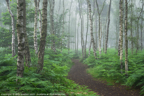 Enchanting Misty Fern Path Picture Board by Rick Bowden