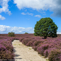 Buy canvas prints of Roydon Common by Rick Bowden