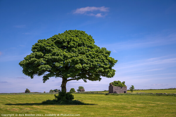 Peak District Tree Picture Board by Rick Bowden