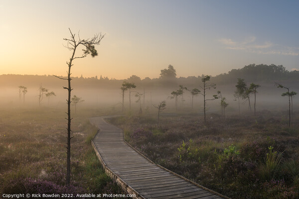 Misty Sunrise at Dersingham Bog Picture Board by Rick Bowden