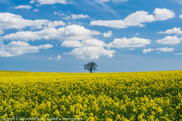 Rapeseed Tree Picture Board by Rick Bowden
