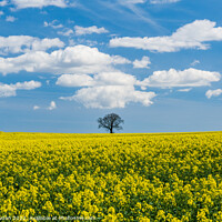 Buy canvas prints of Rapeseed Tree by Rick Bowden