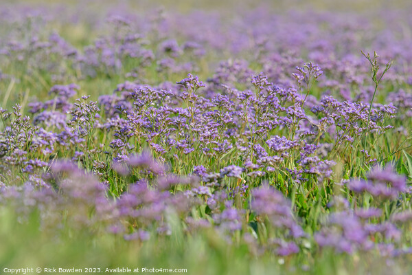 Lavender Dreams Picture Board by Rick Bowden