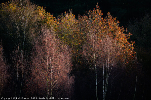Silver Birch Glow Picture Board by Rick Bowden