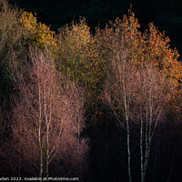 Buy canvas prints of Silver Birch Glow by Rick Bowden