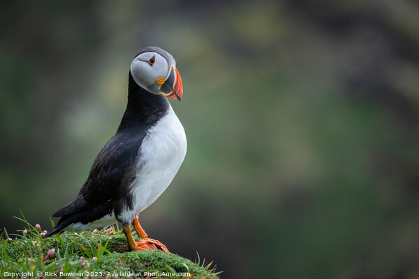 The Majestic Puffin Picture Board by Rick Bowden