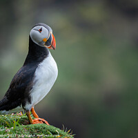 Buy canvas prints of The Majestic Puffin by Rick Bowden