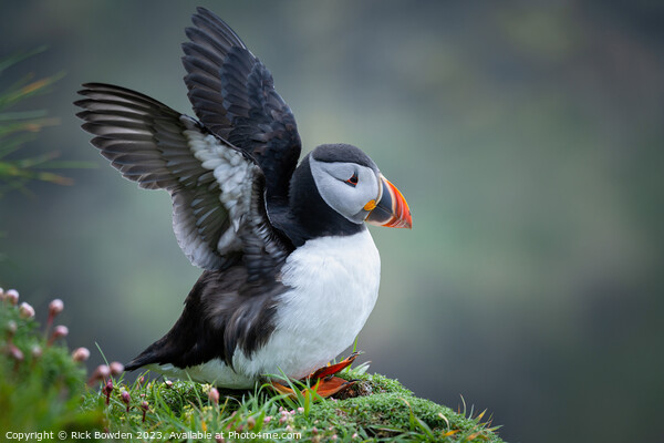 Puffin Picture Board by Rick Bowden