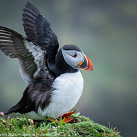 Buy canvas prints of Puffin by Rick Bowden
