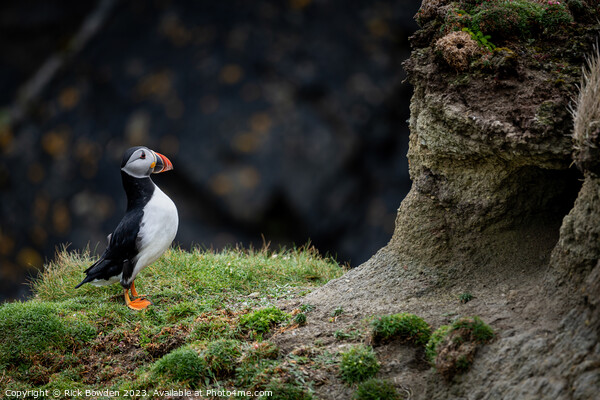 Peek-a-Boo Puffin Picture Board by Rick Bowden