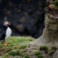 Buy canvas prints of Peek-a-Boo Puffin by Rick Bowden