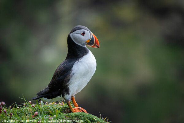 The Cute Puffin on an Isolated Cliff Picture Board by Rick Bowden